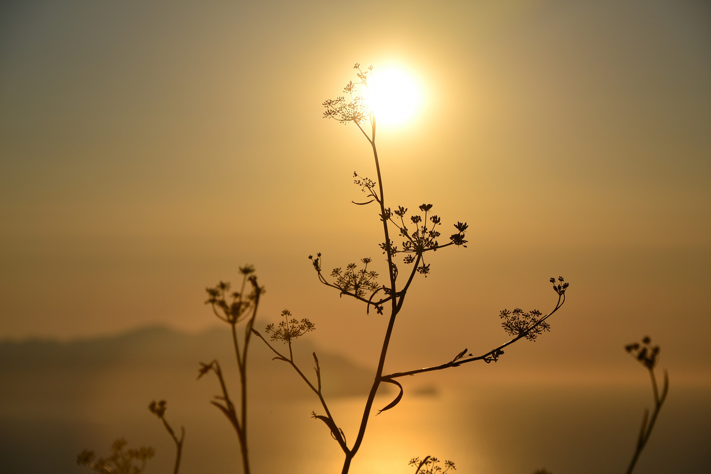 Sunset with wild fennel