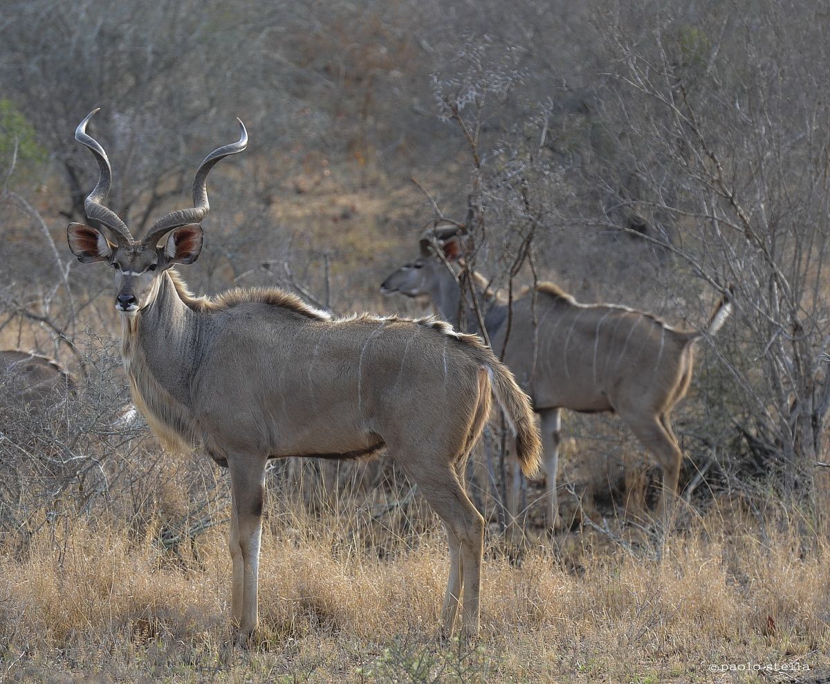 Male Kudu - Tragelaphus strepsiceros