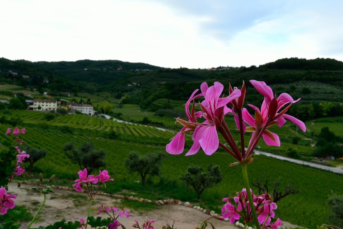 La valle di Marcellise vista da un fiore