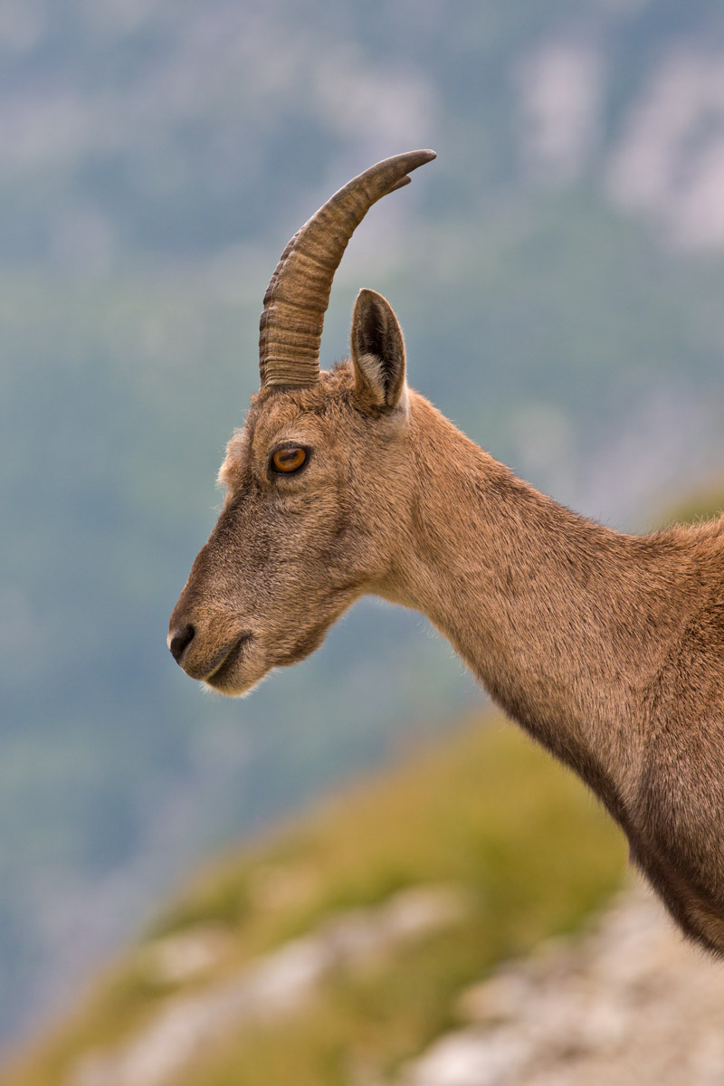 Ibex Cingino