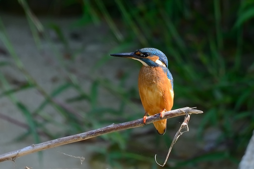 alcedo atthis