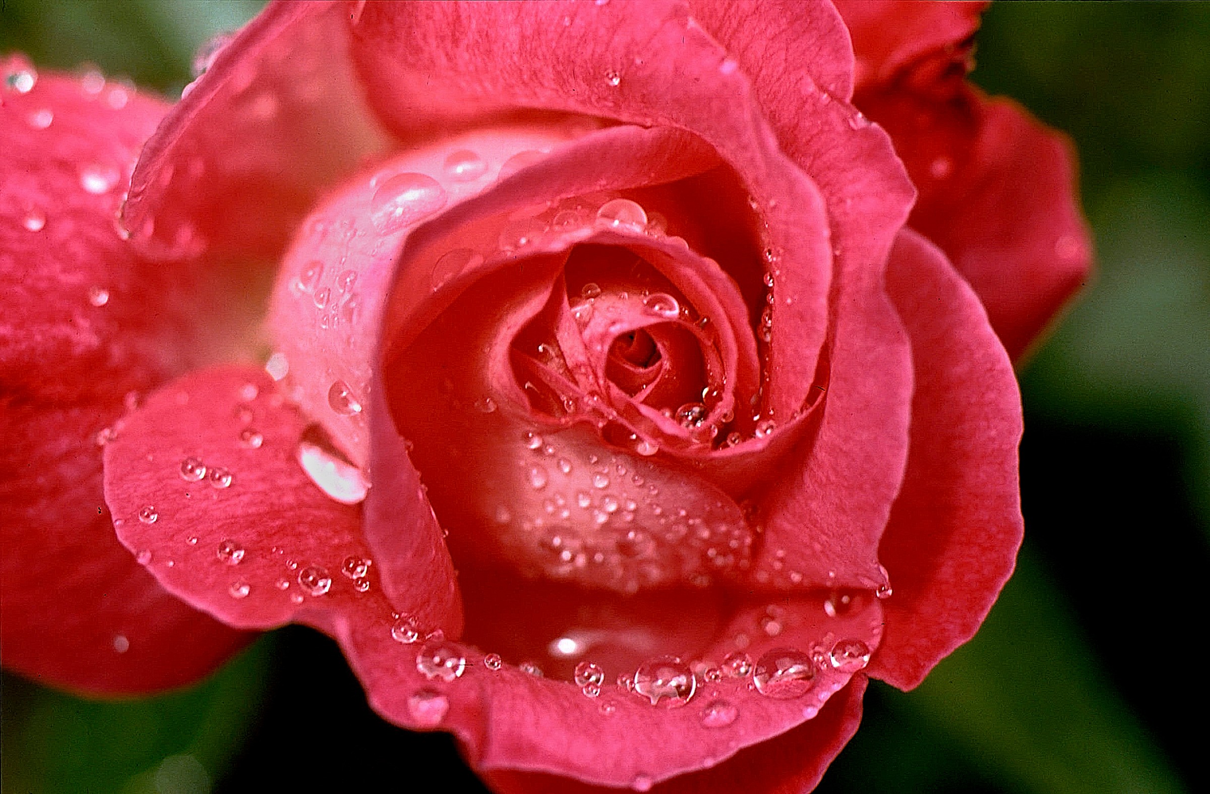 Rosa bagnata dalla pioggia - 1986