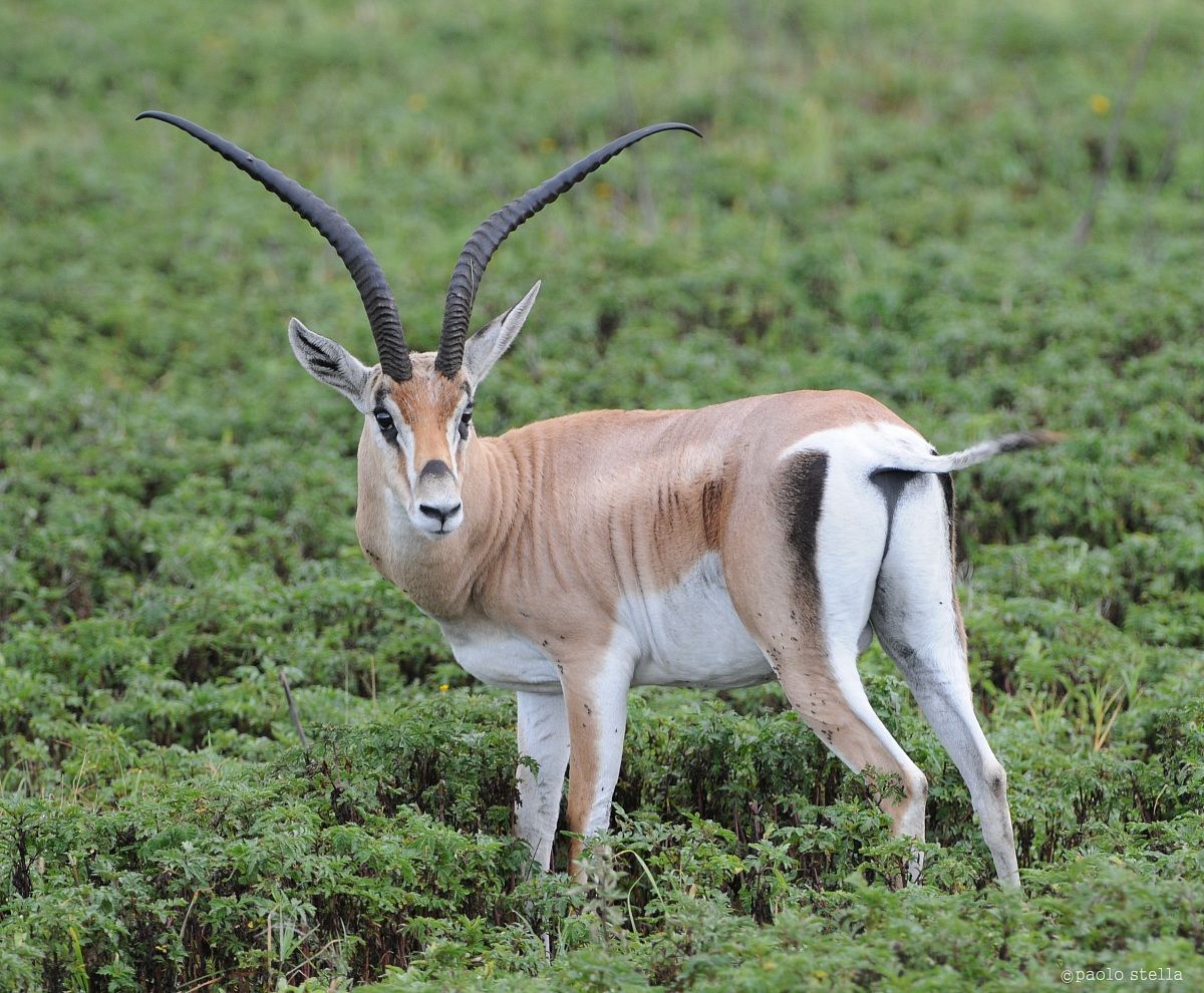 Male Grant's gazelle - Nanger granti