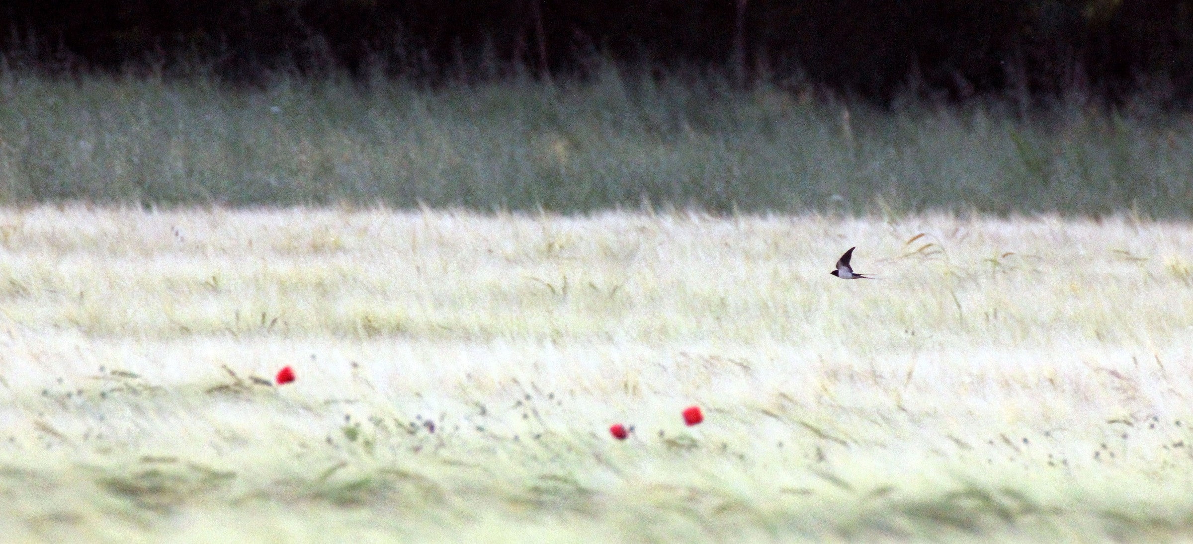 Rondini e papaveri