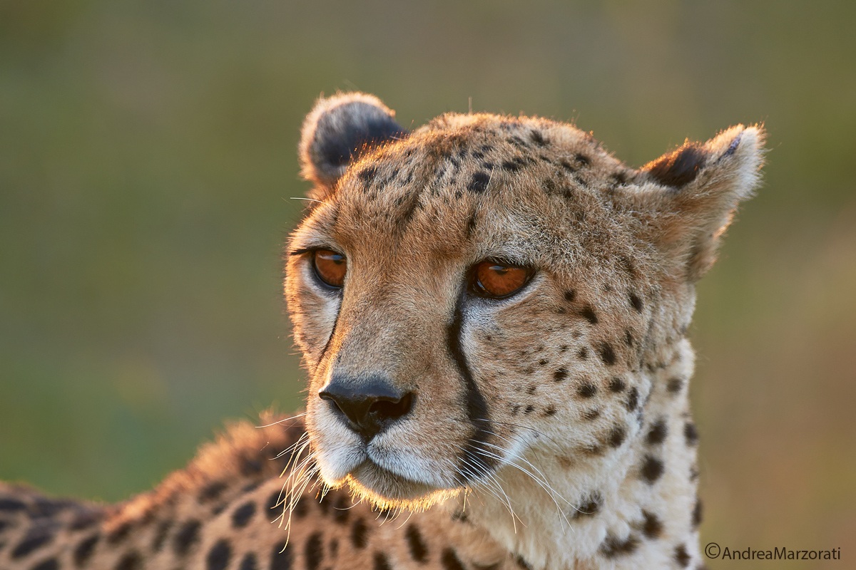 Cheetah-portrait
