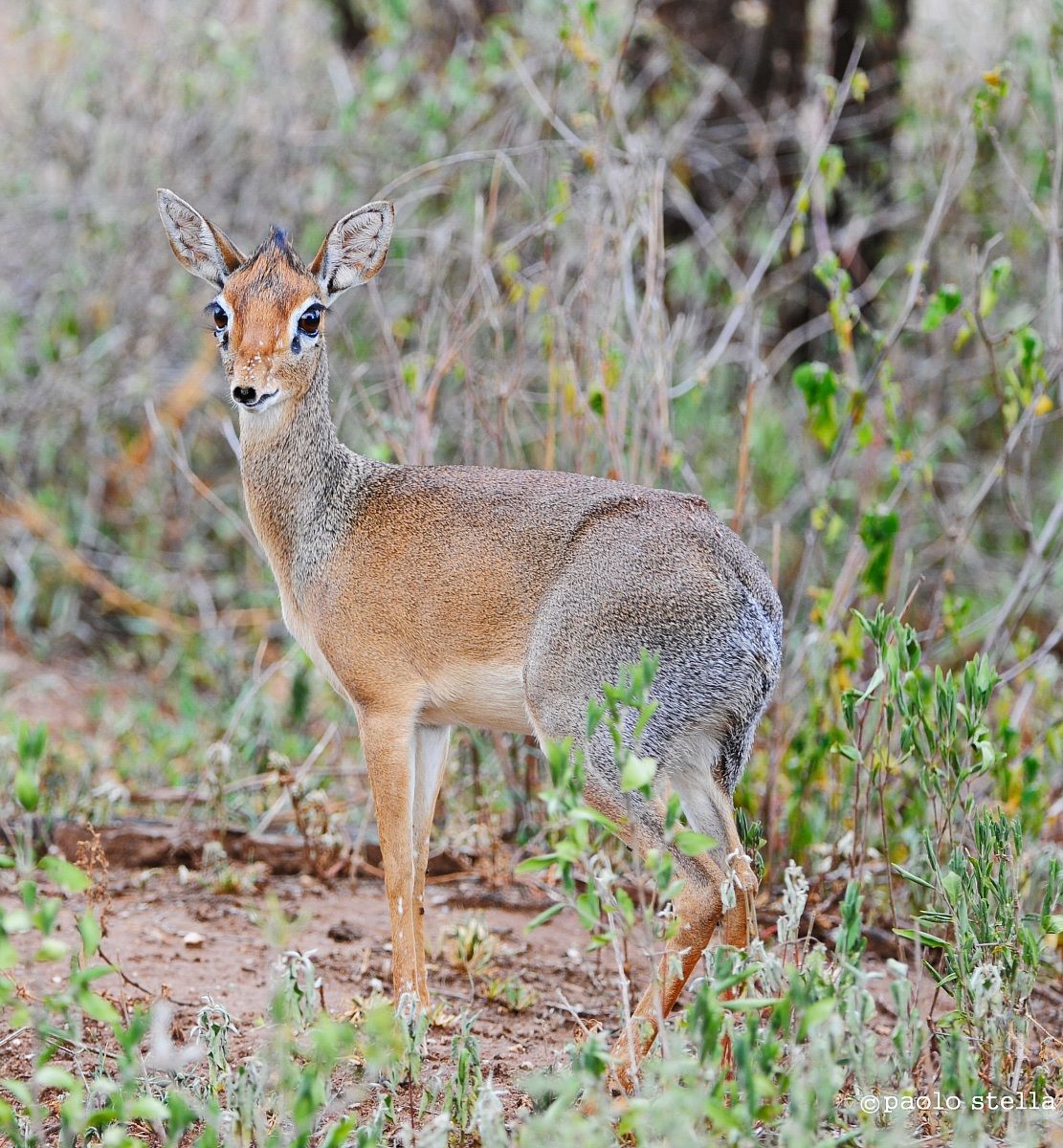 Dik Dik - Madoqua kirkii
