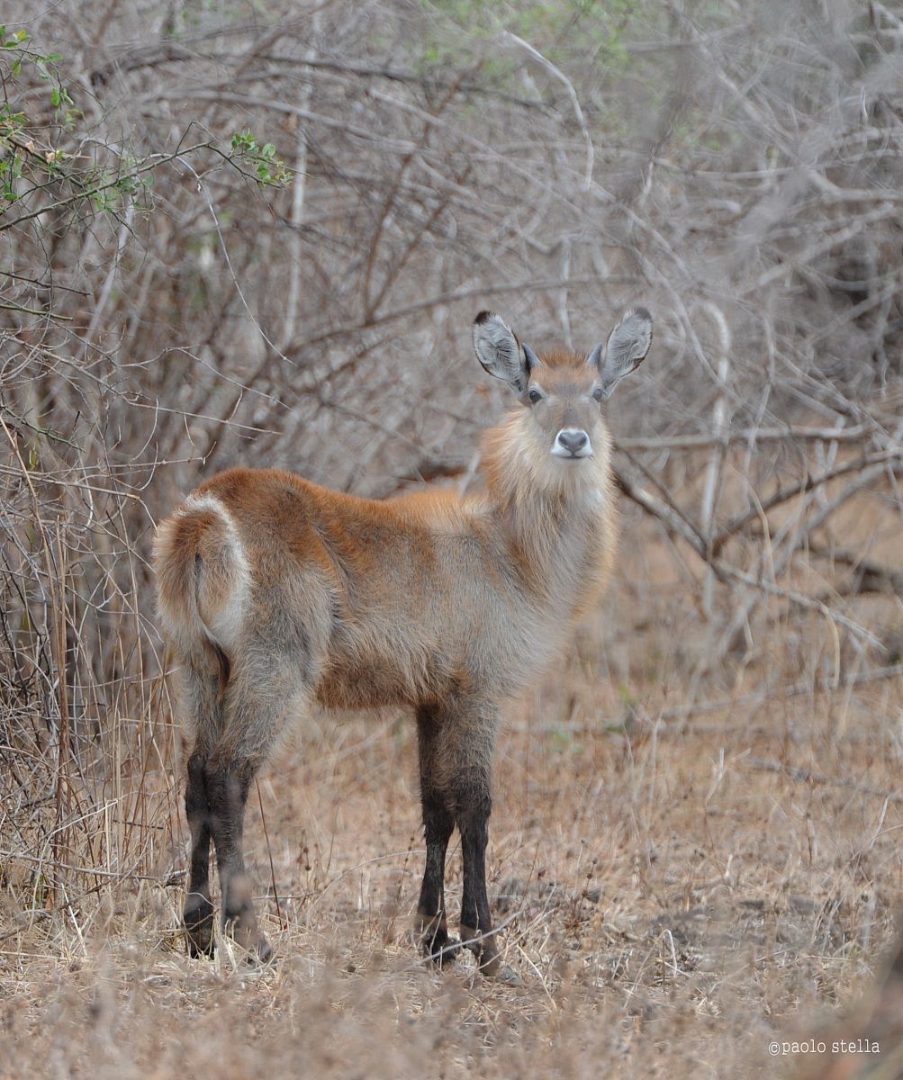 Female Waterbuck - Kobus ellipsiprymnus