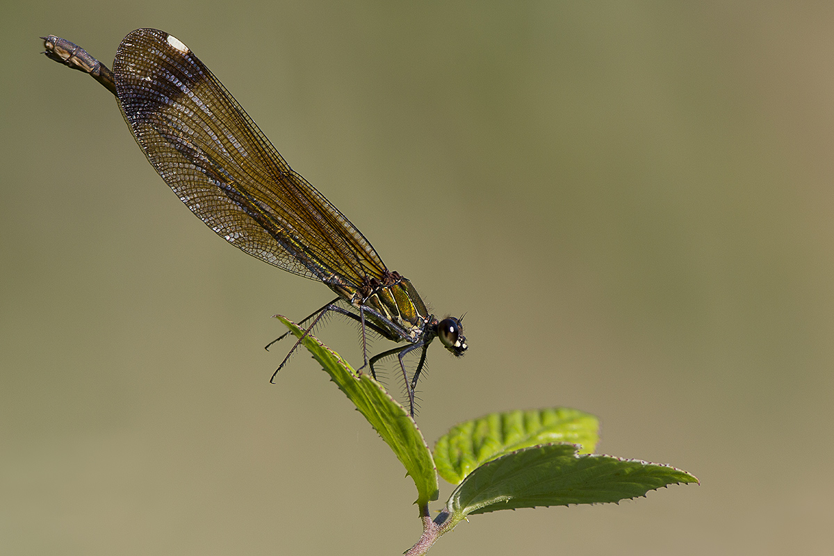 Calopteryx haemorrhoidalis