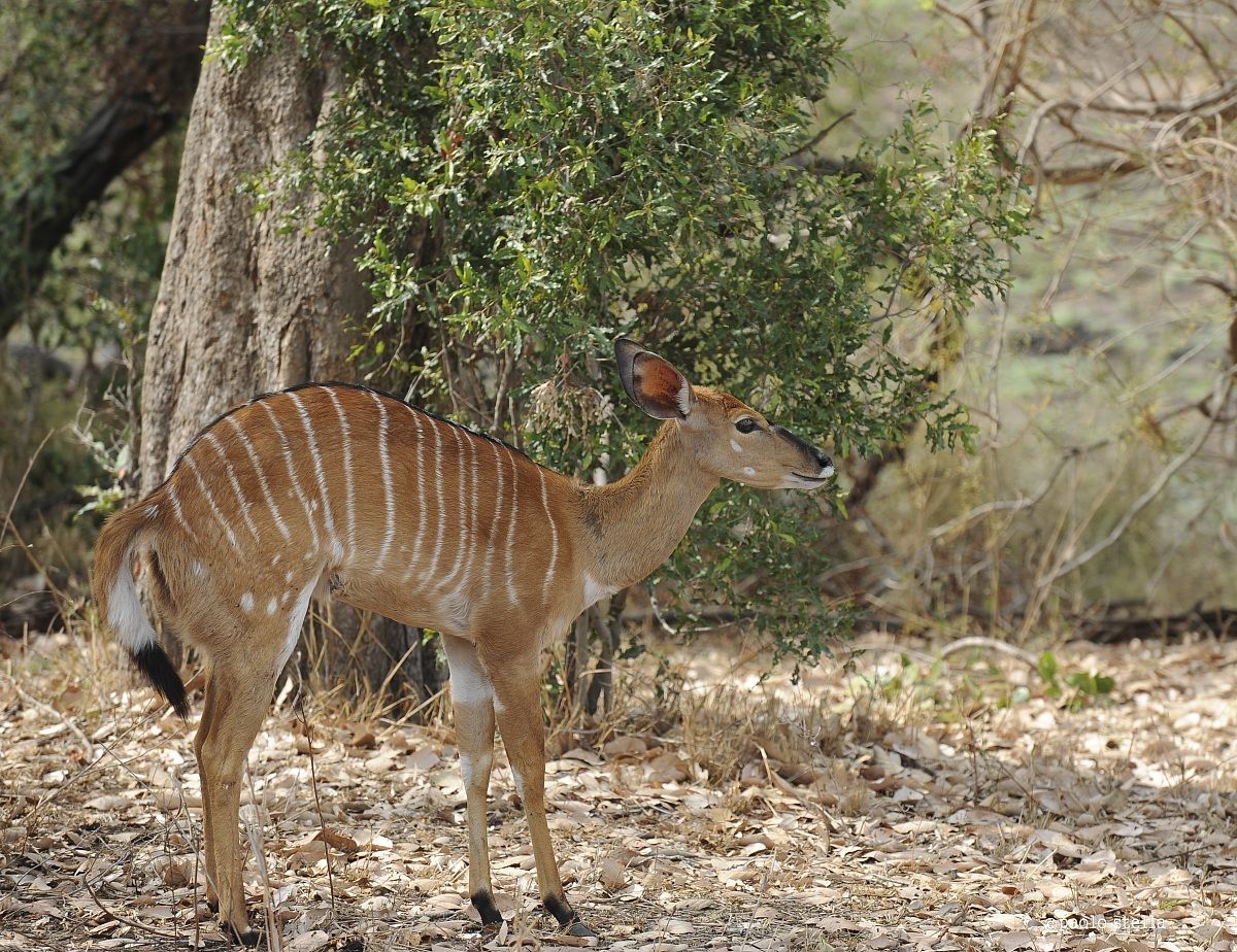 Nyala - Tragelaphus angasii