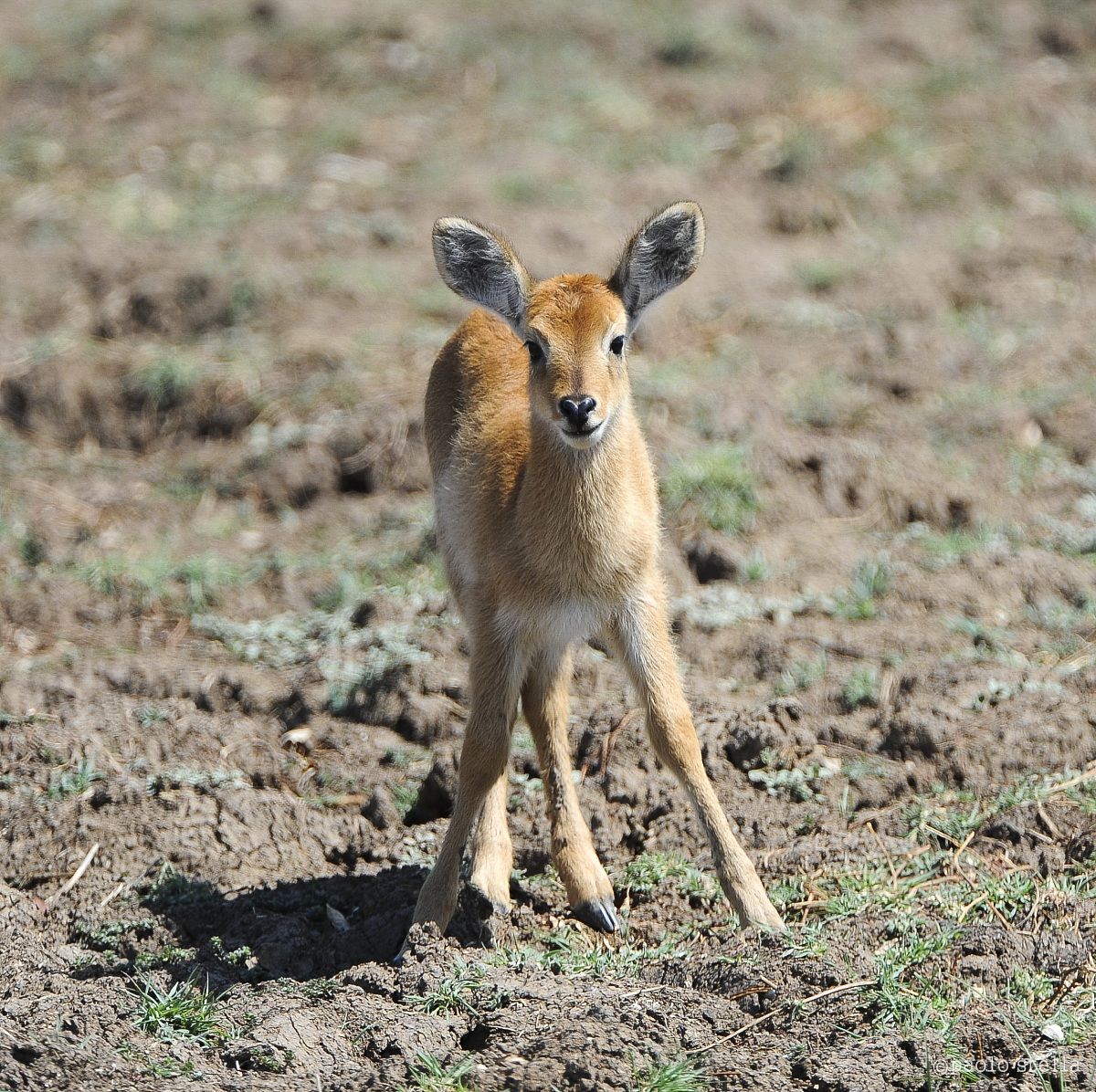 Puku cub  - Kobus vardonii