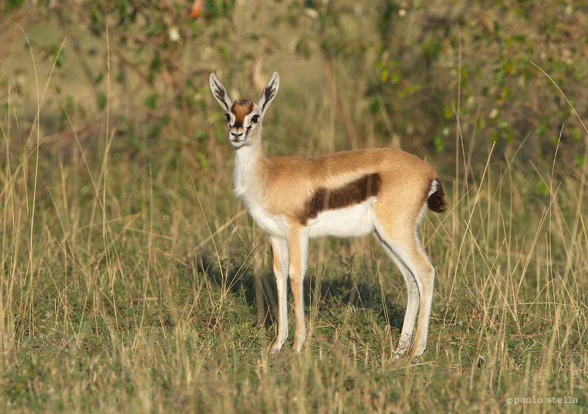 Female Grant's gazelle - Nanger granti