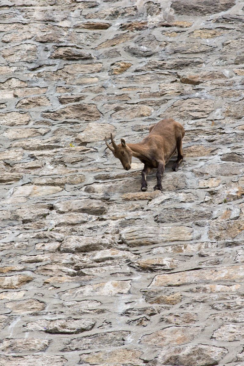 Ibex in Cingino