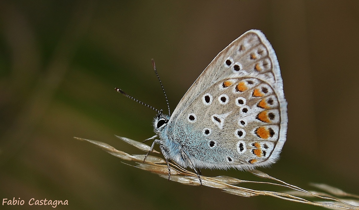 Polyommatus Icarus