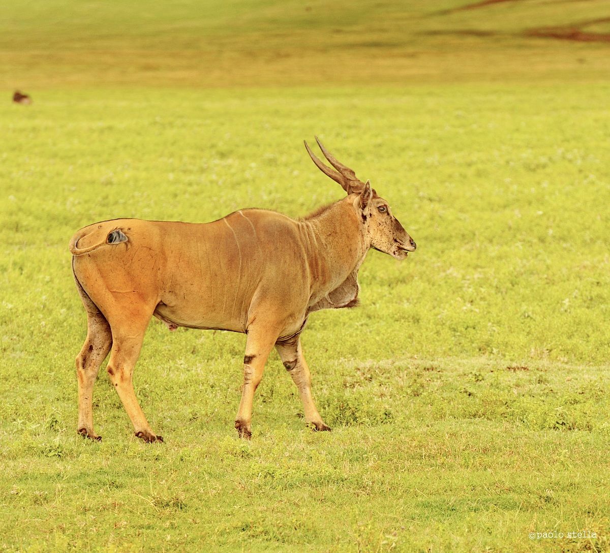 Common Eland - Taurotragus oryx