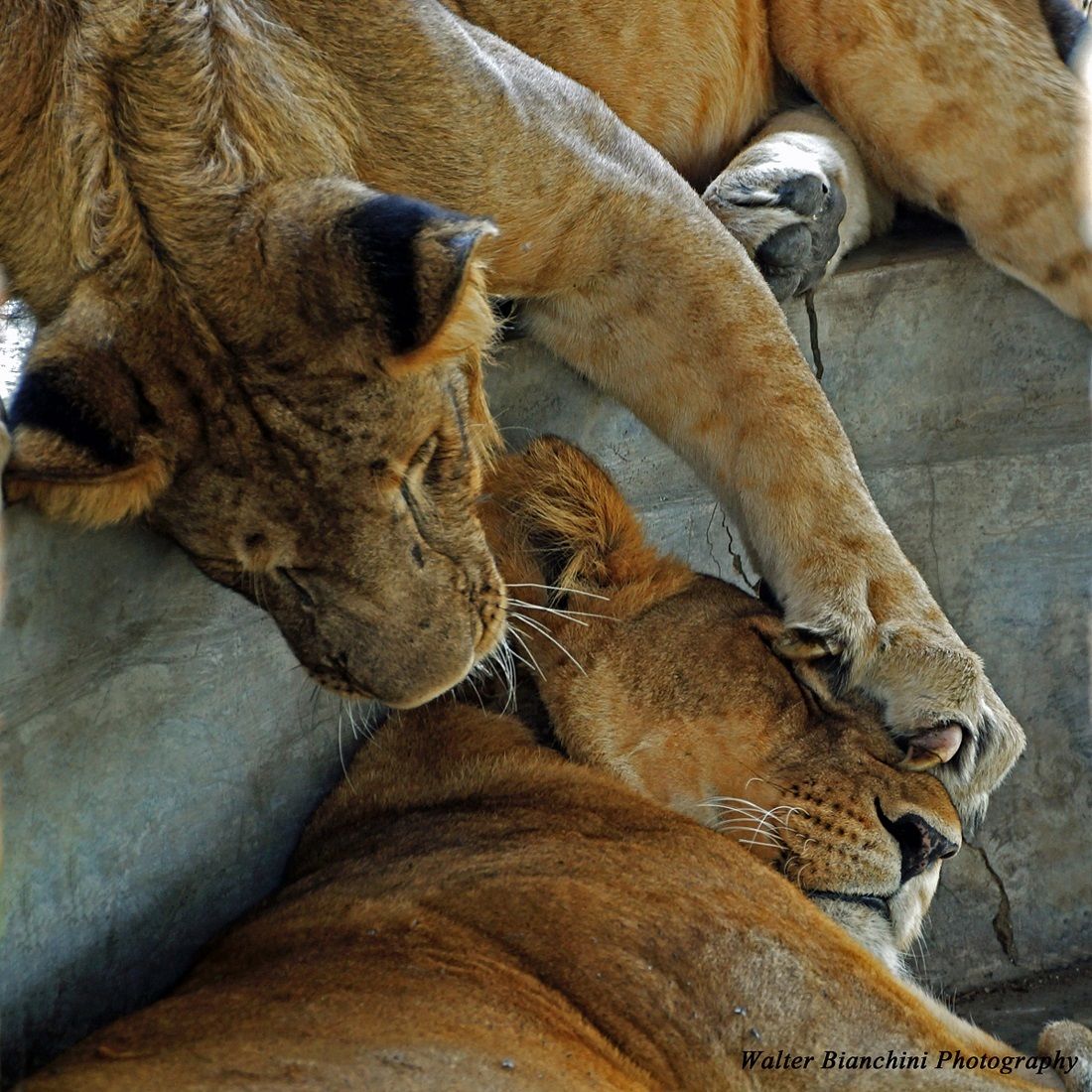 Giovane leone gioca con la mamma