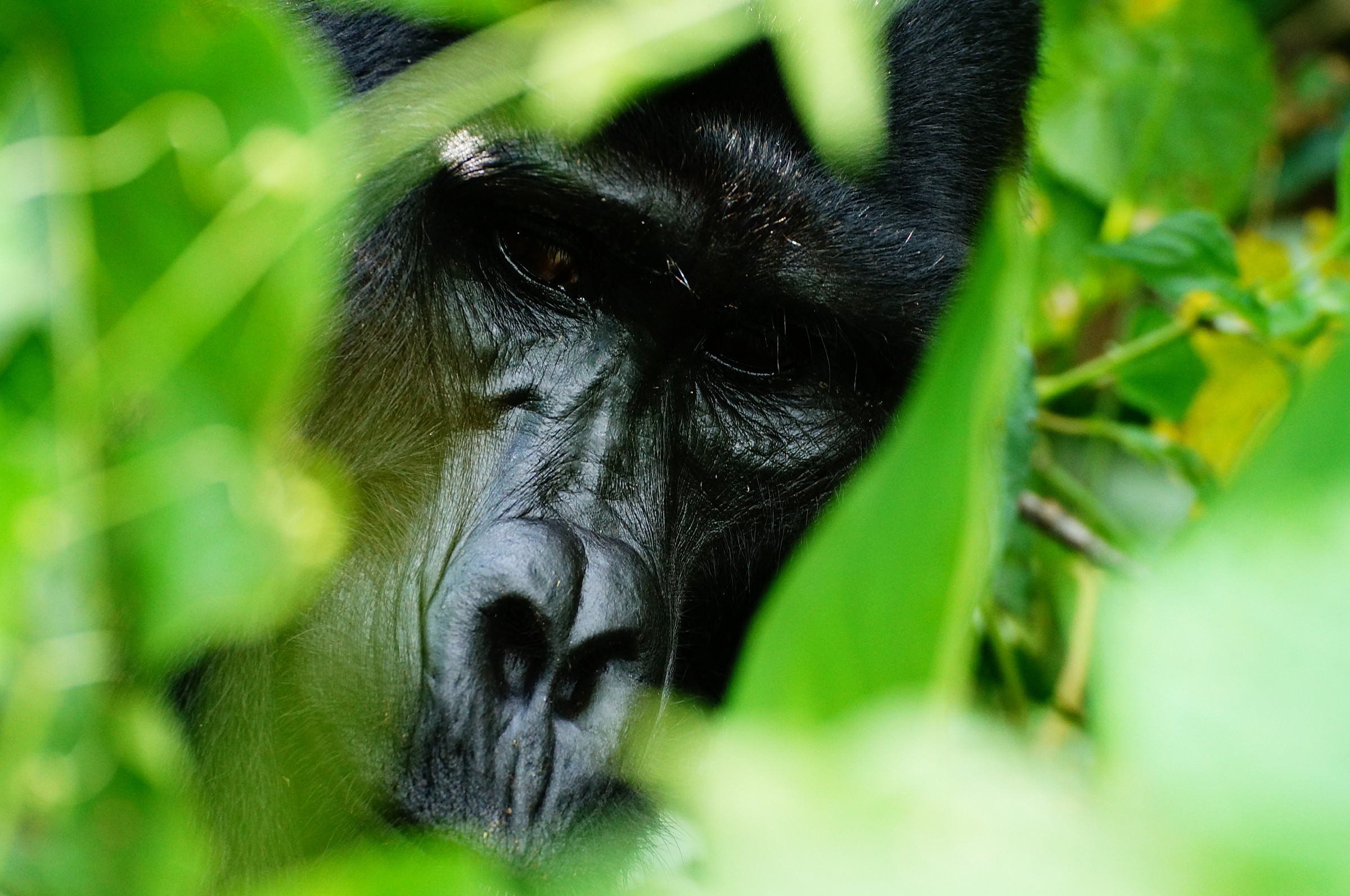 SilverBack among the leaves