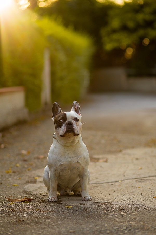 Ritratto ambientato al mio cane