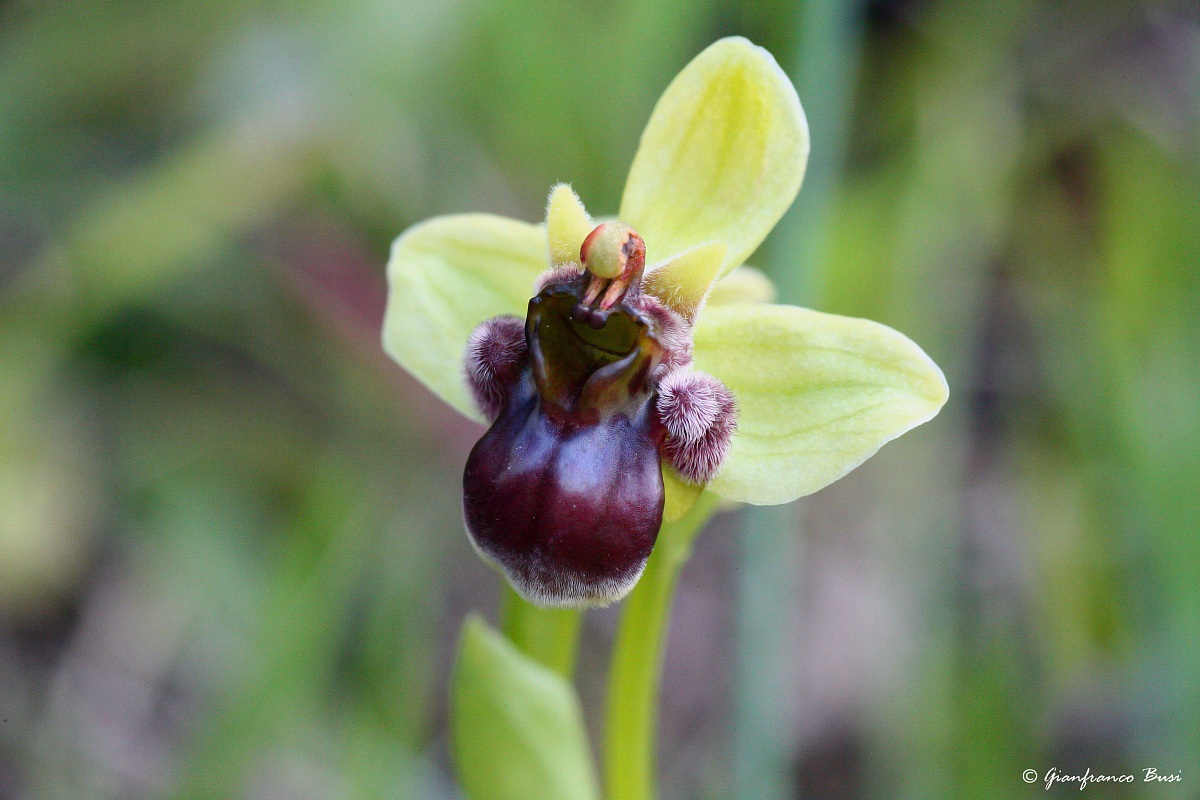 ophrys bombyliflora 1