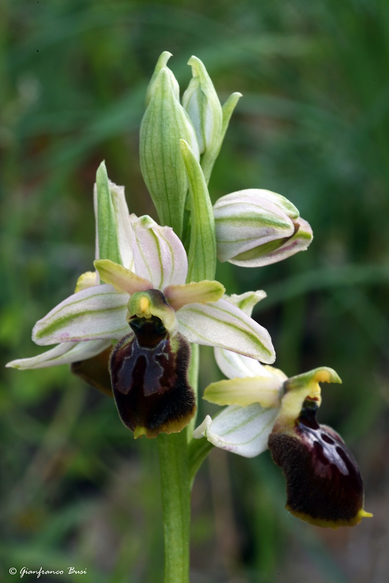 ophrys exaltata ssp archipelagi 1