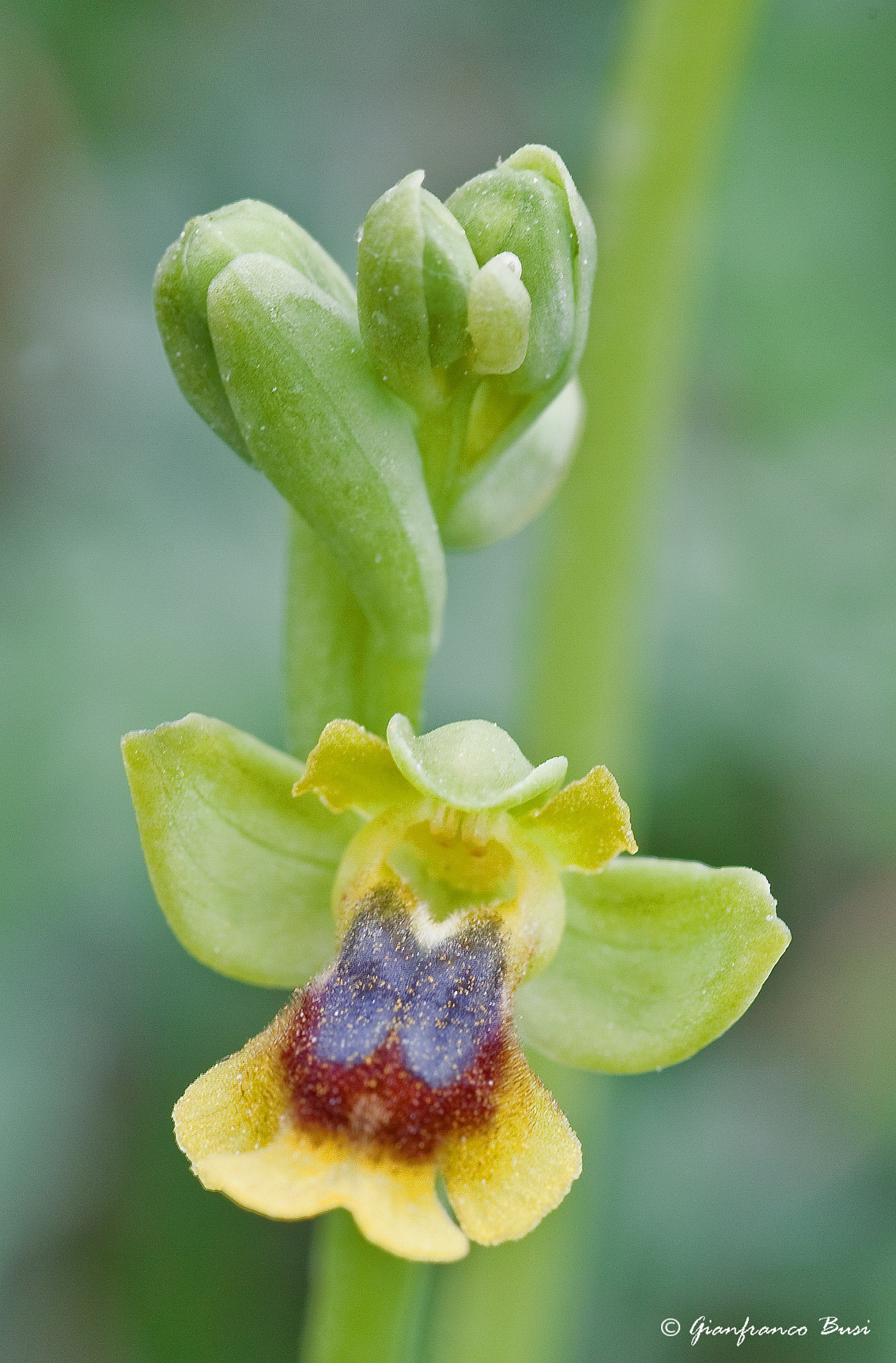 ophrys lutea