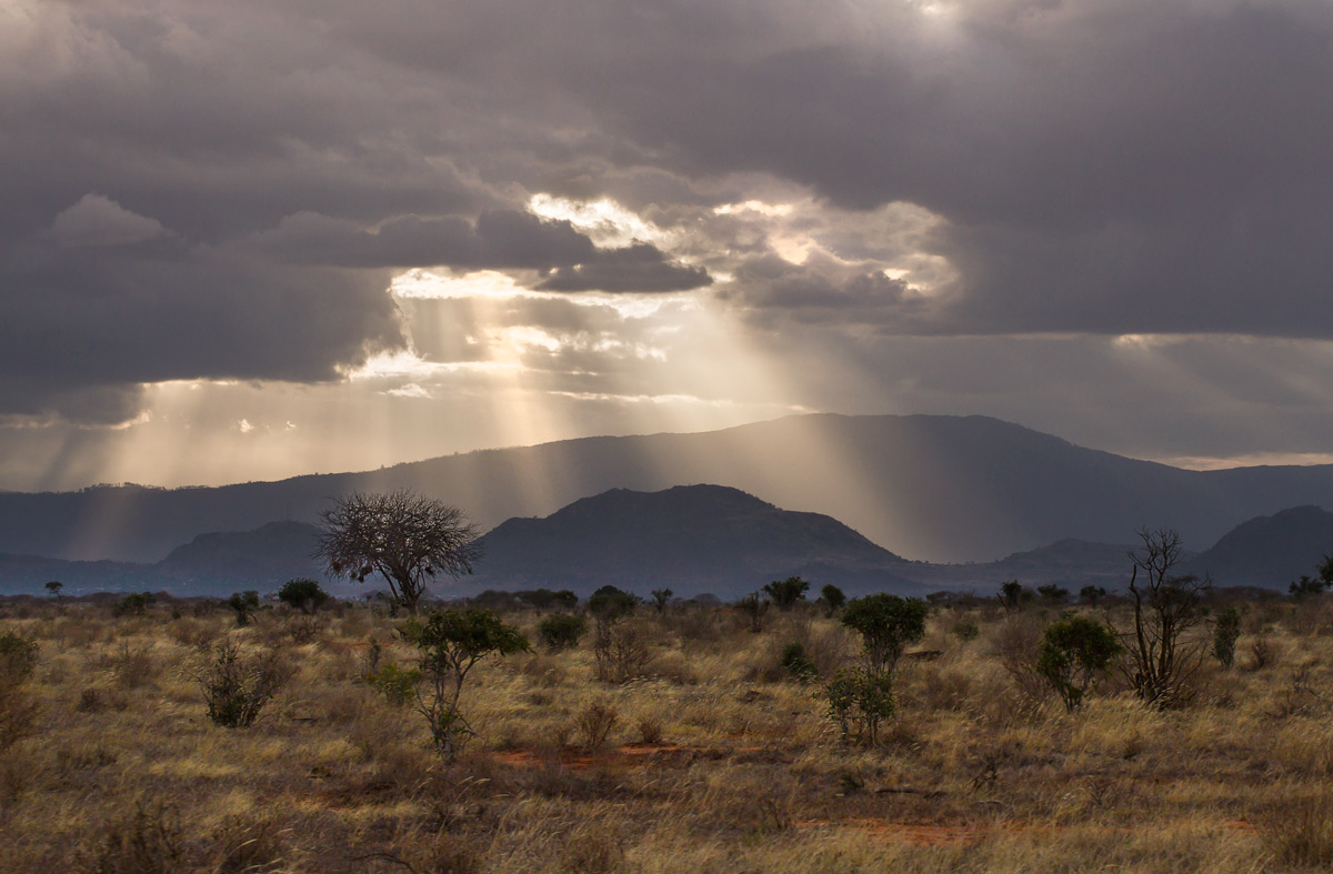 Dopo la pioggia a Tsavo