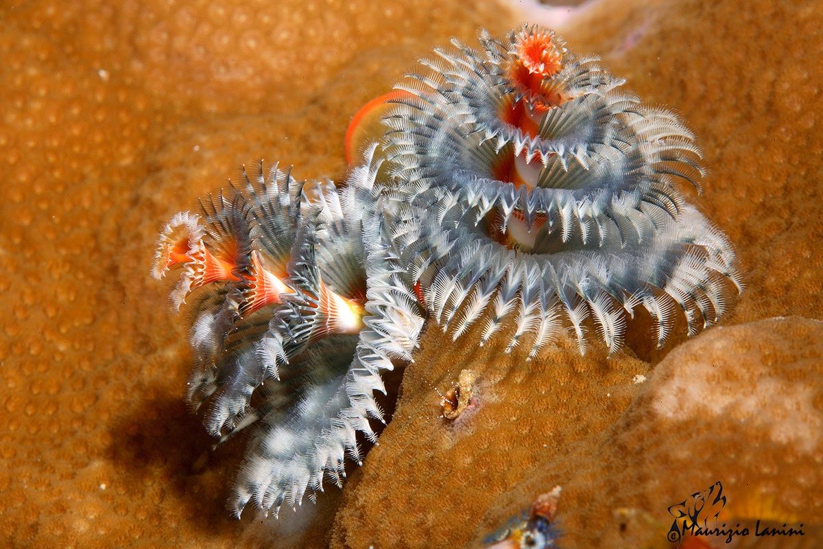 Vermi albero di Natale , Christmas trees
