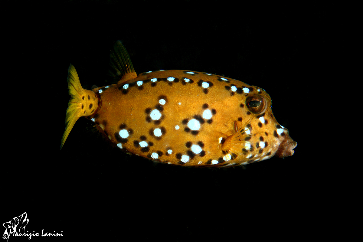 Boxfish