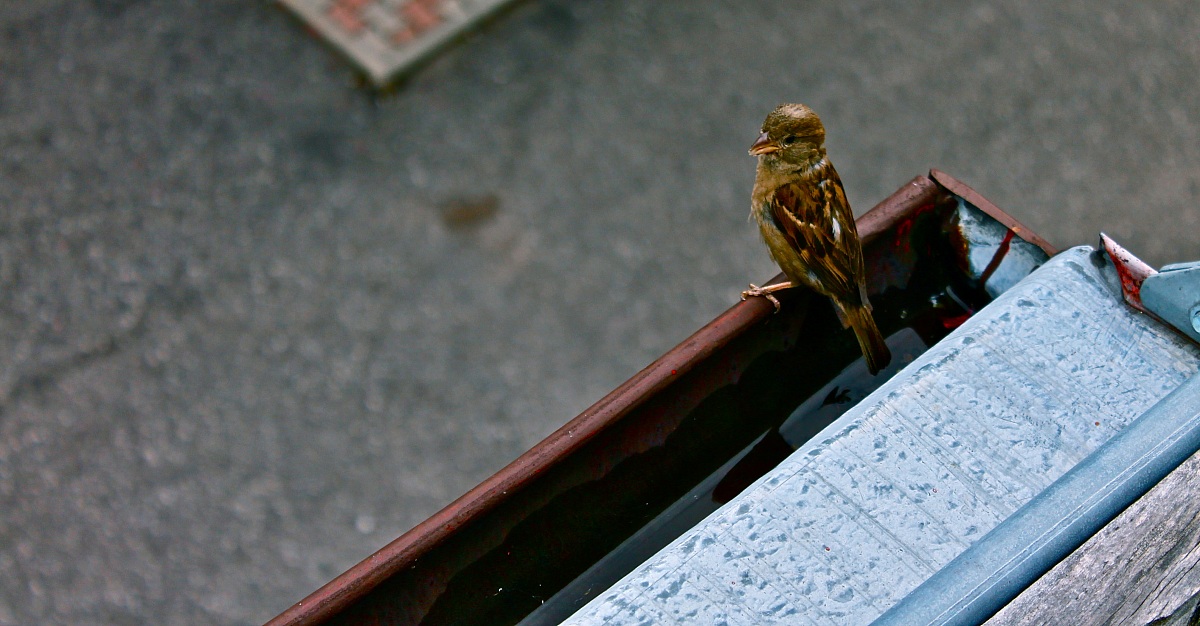 Sparrow of the Dolomites