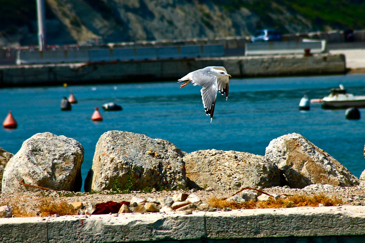 Seagull