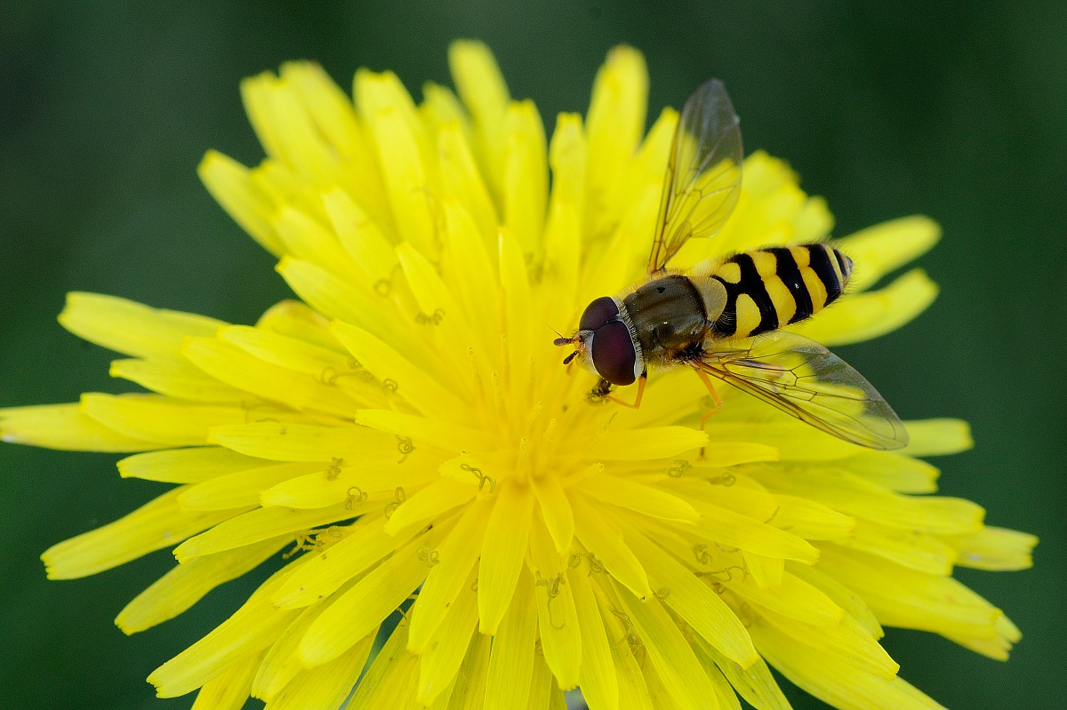 Hoverfly