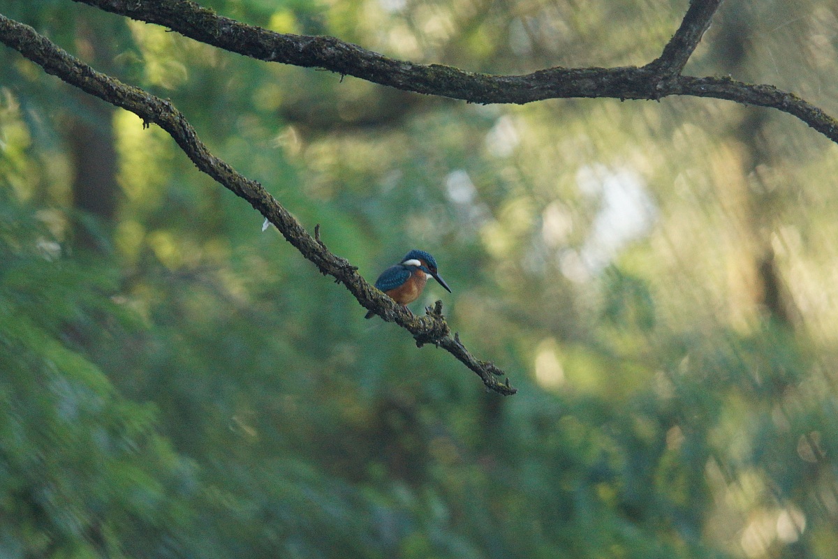 Martino su ramo in attesa della preda