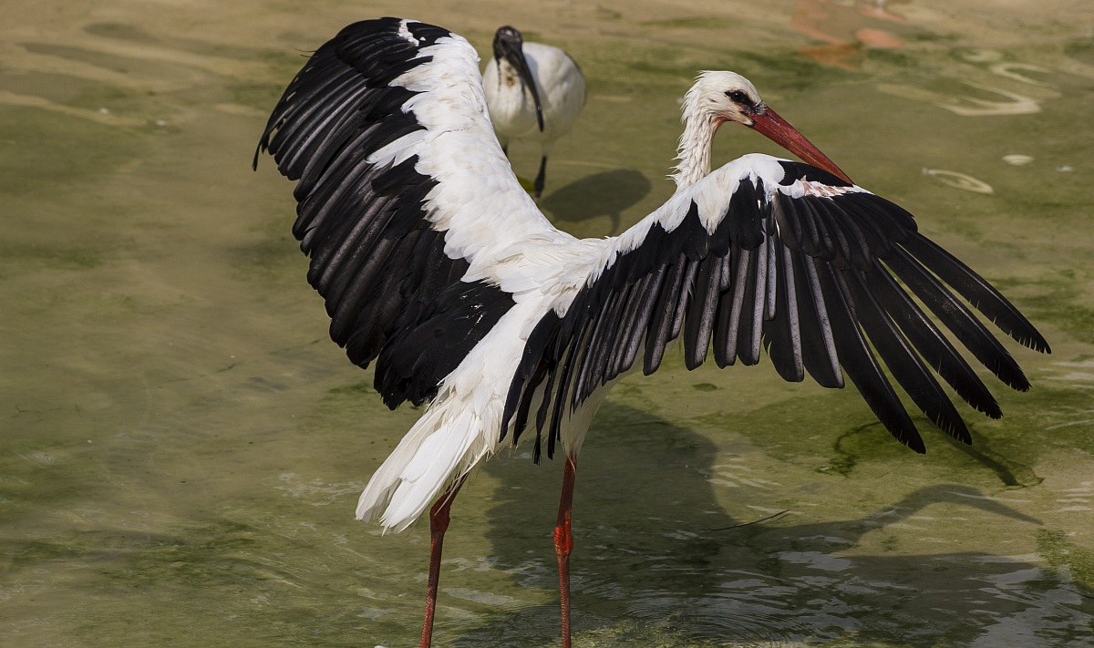 Look at that big wings that I have!