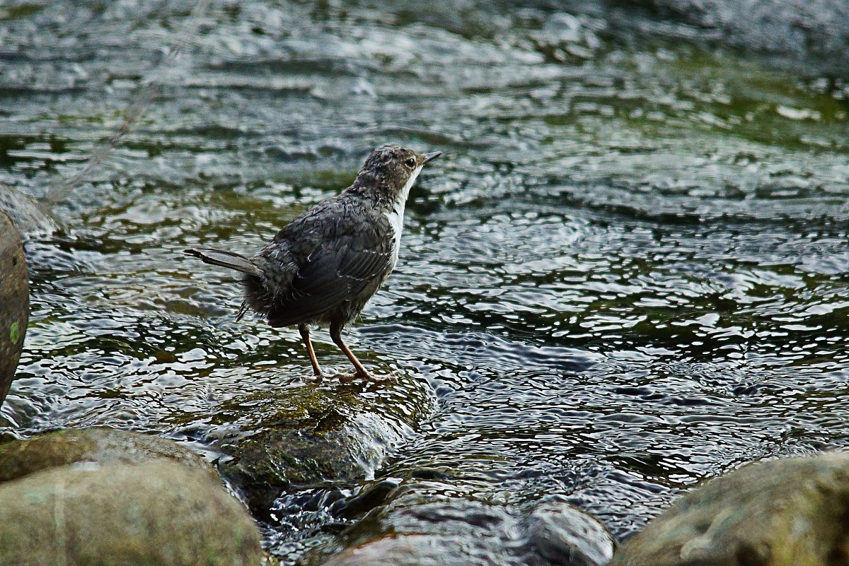 Of Small Dipper