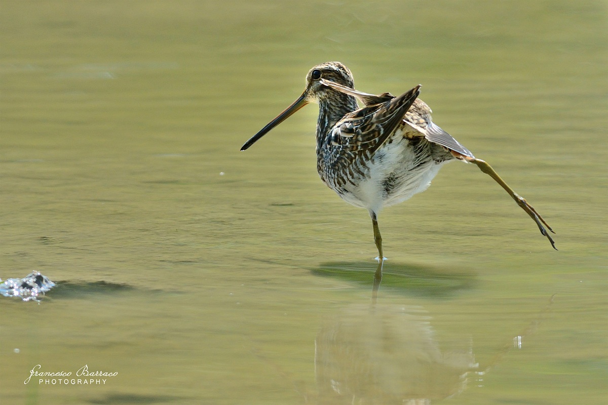 Snipe