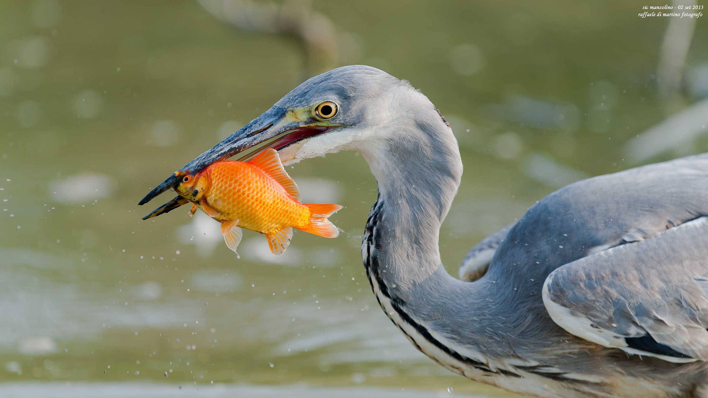 anche io devo crescere