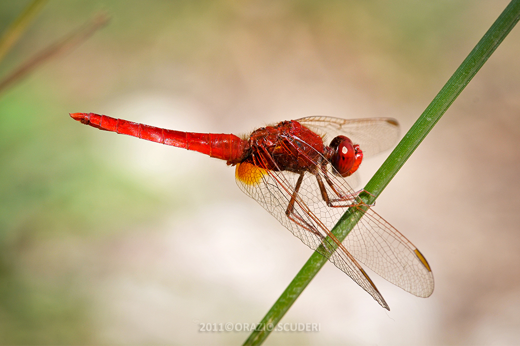 Dragonfly_Red