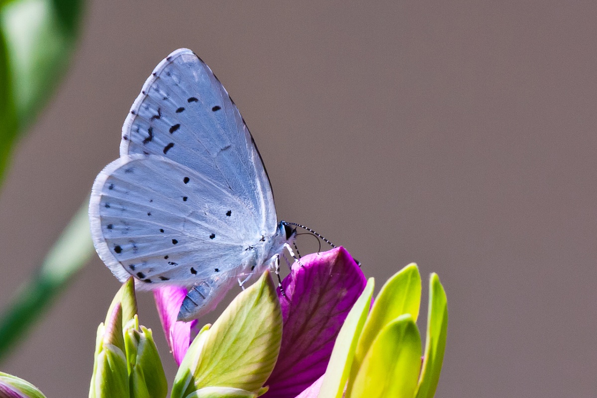 Blue butterfly