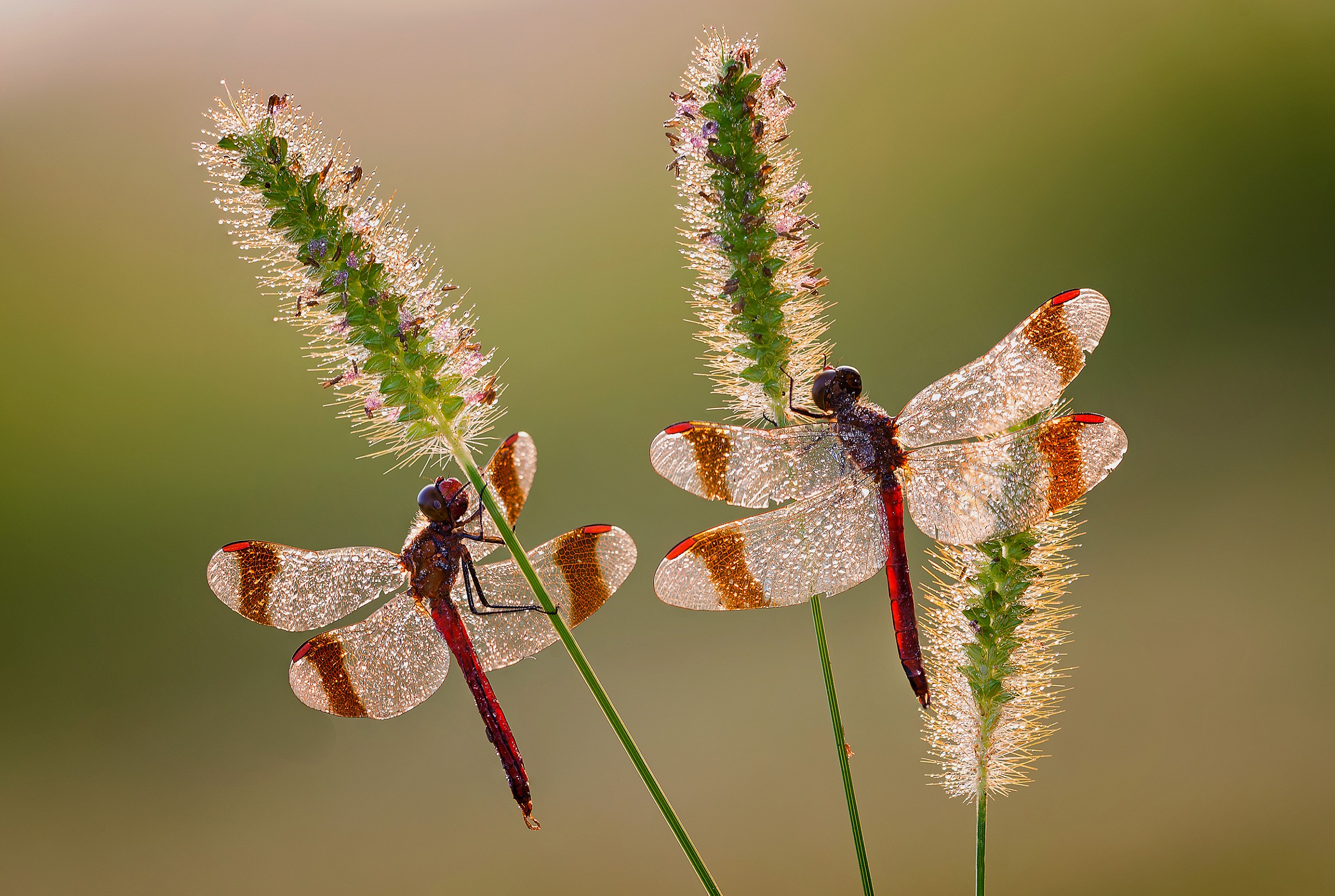 Femininity reflected