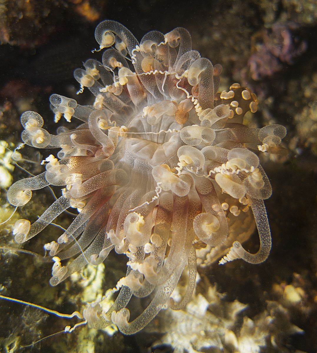 Alicia Mirabilis - Finale Ligure