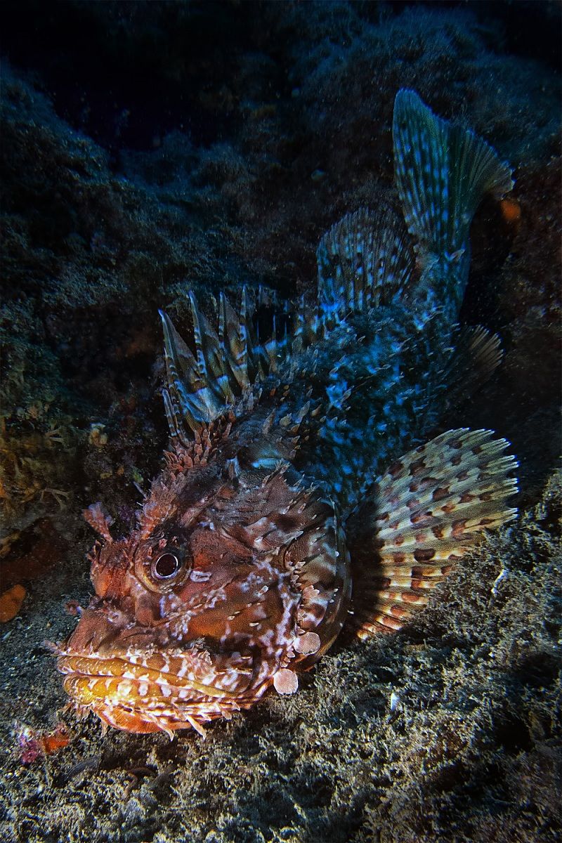 Scorfano - Finale ligure