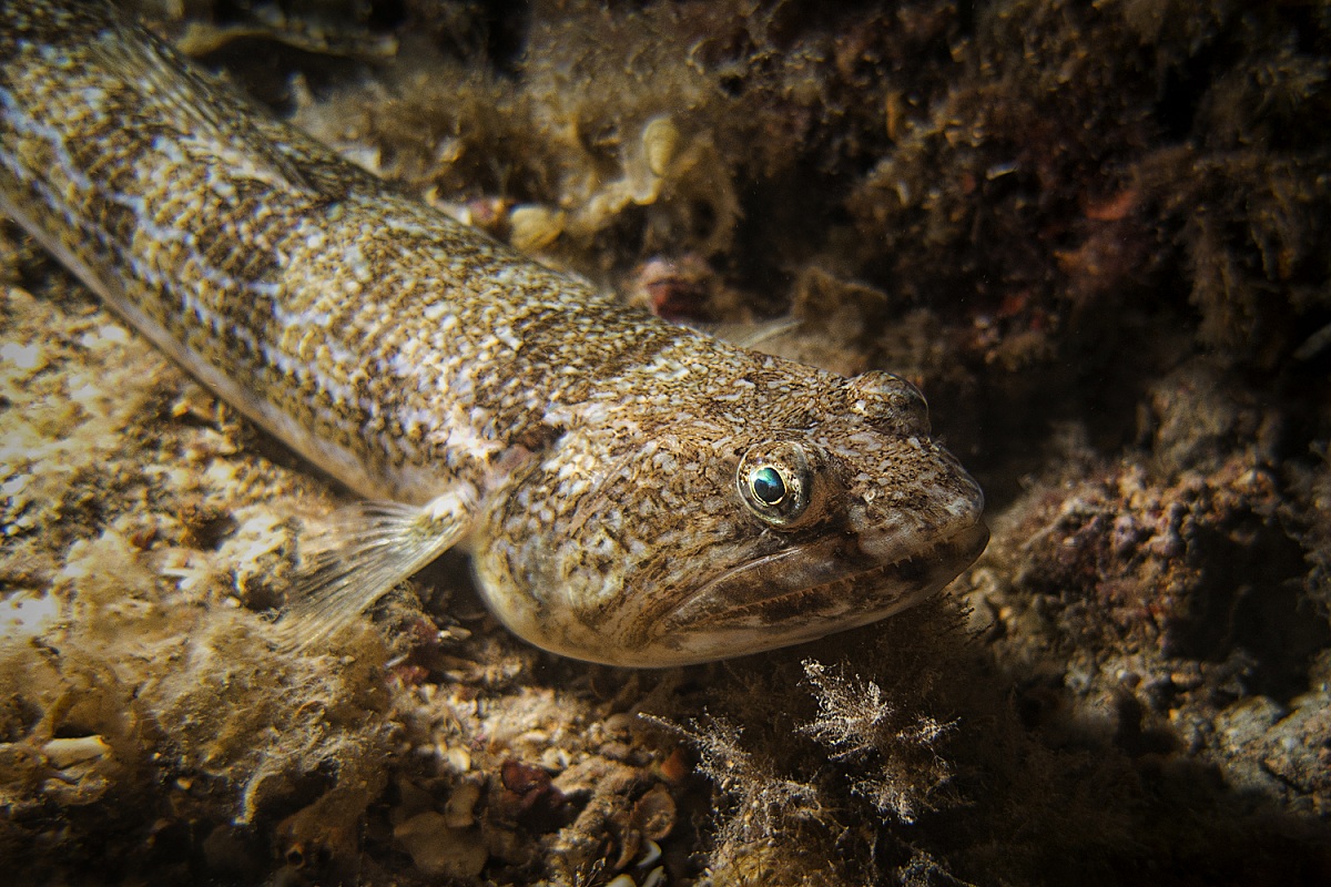 pesce lucertola - Finale Ligure