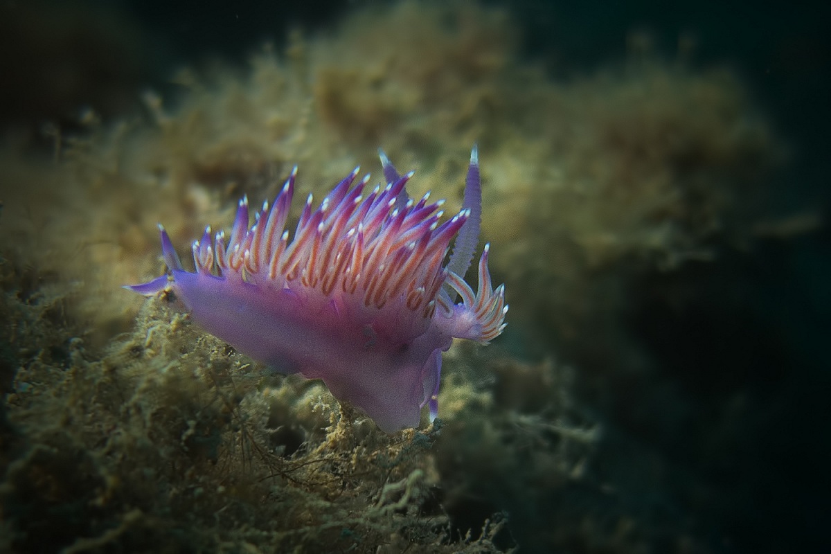Flabellina Rosa - Loano