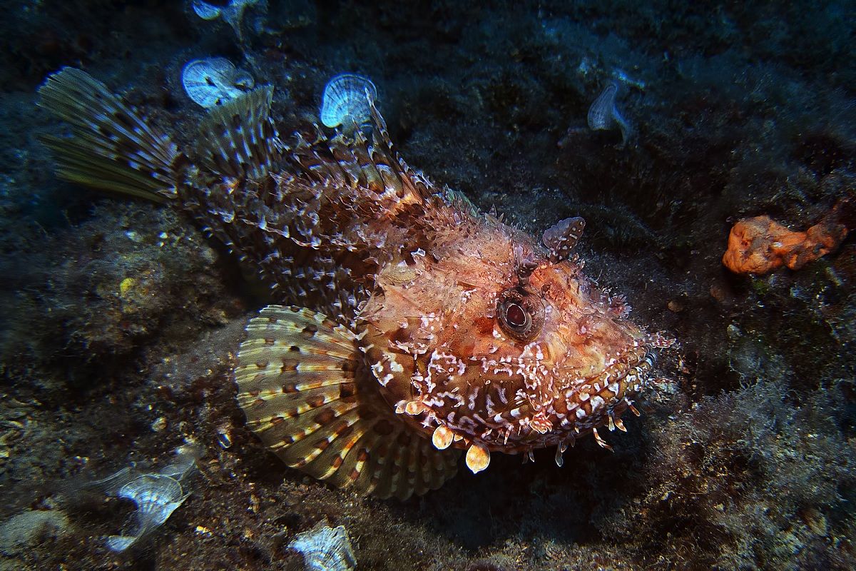 Scorfano - Isola Gallinara