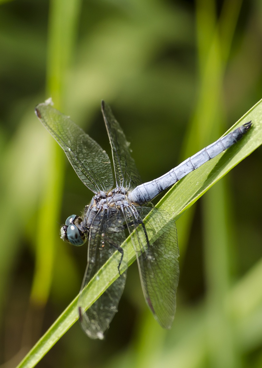 Libellula