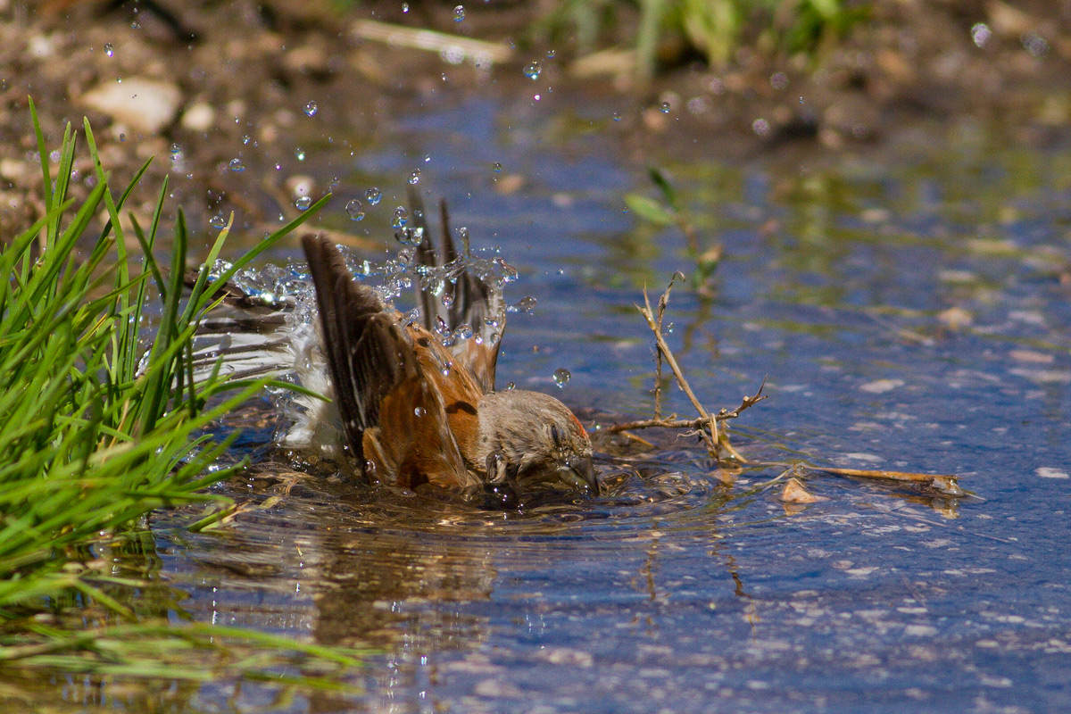 Linnet diving