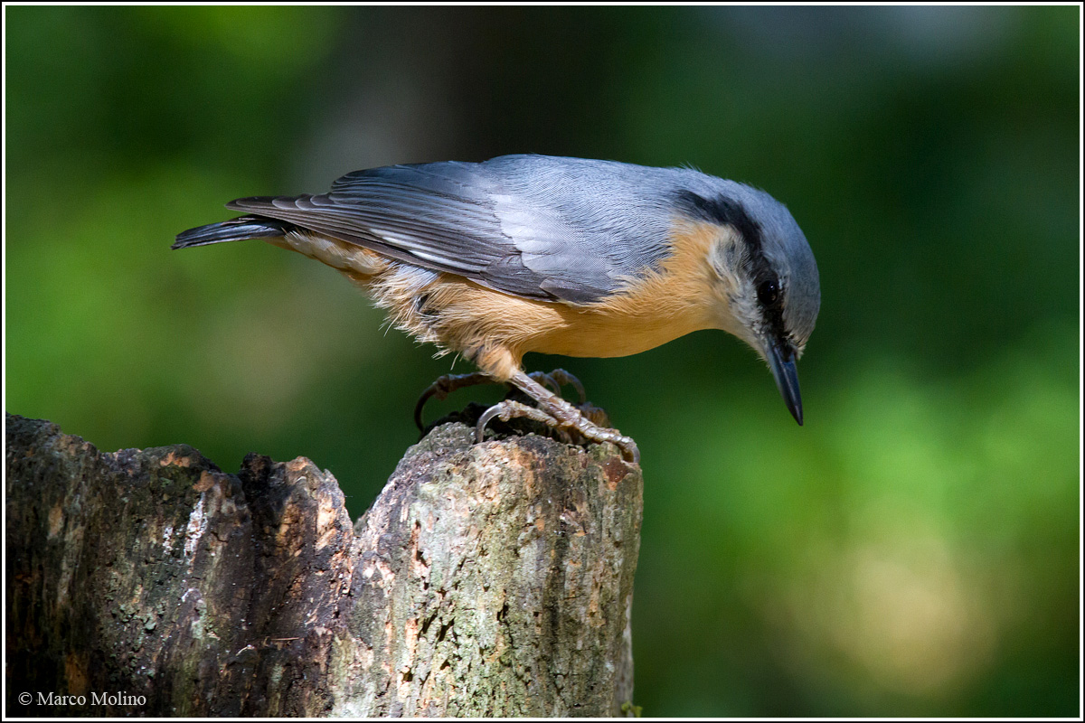 Sitta europaea - Picchio muratore