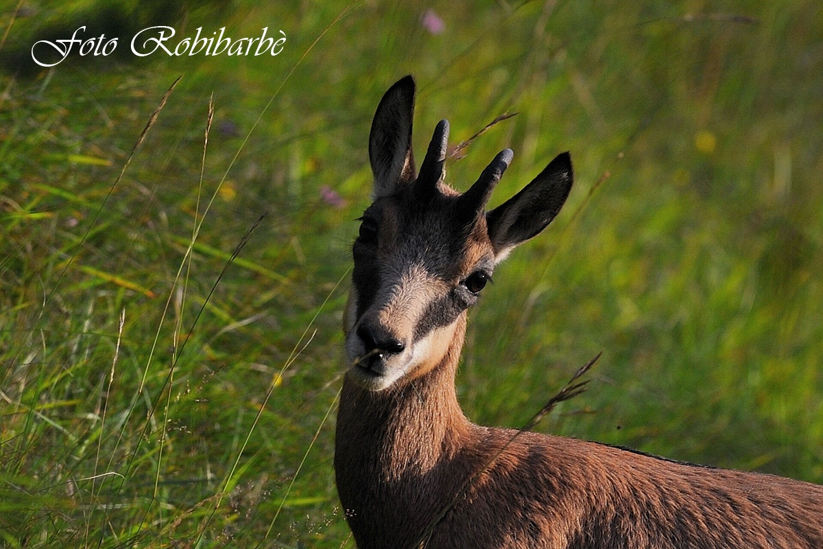 Camoscio ... giovane ....
