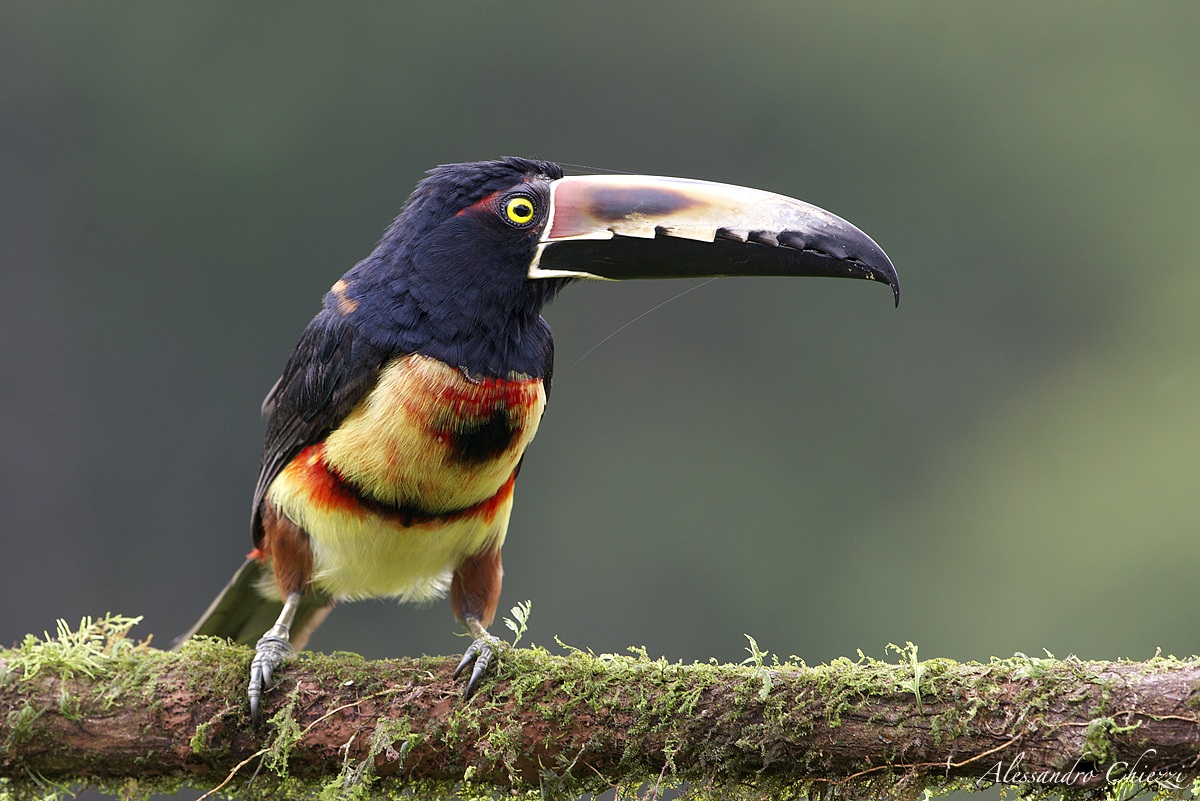 The canvas dell'aracari