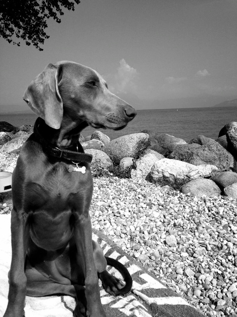 weim's mania-Gray