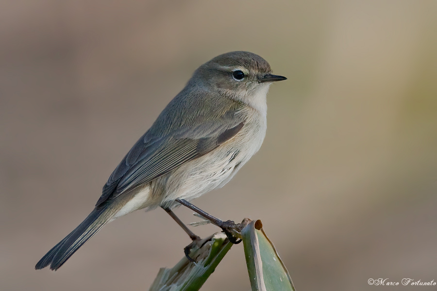 Siberian Chiffchaff